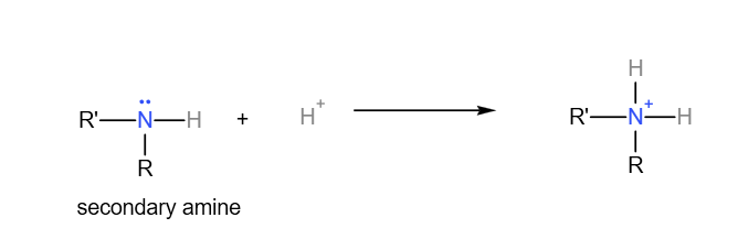 secondary amine acts as a base by accepting a proton.